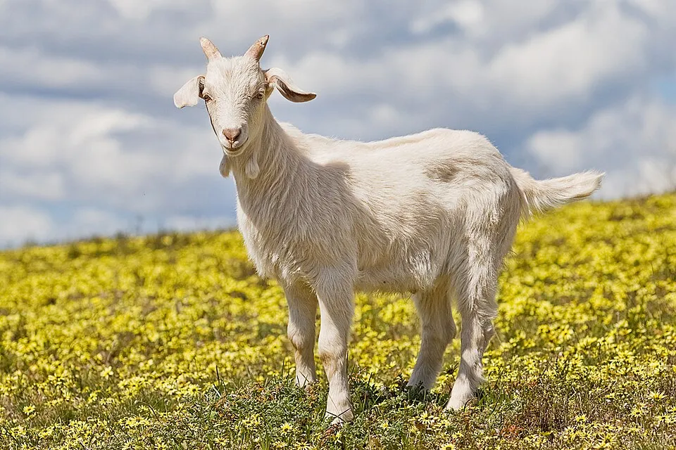 Chappar goat from Pakistan