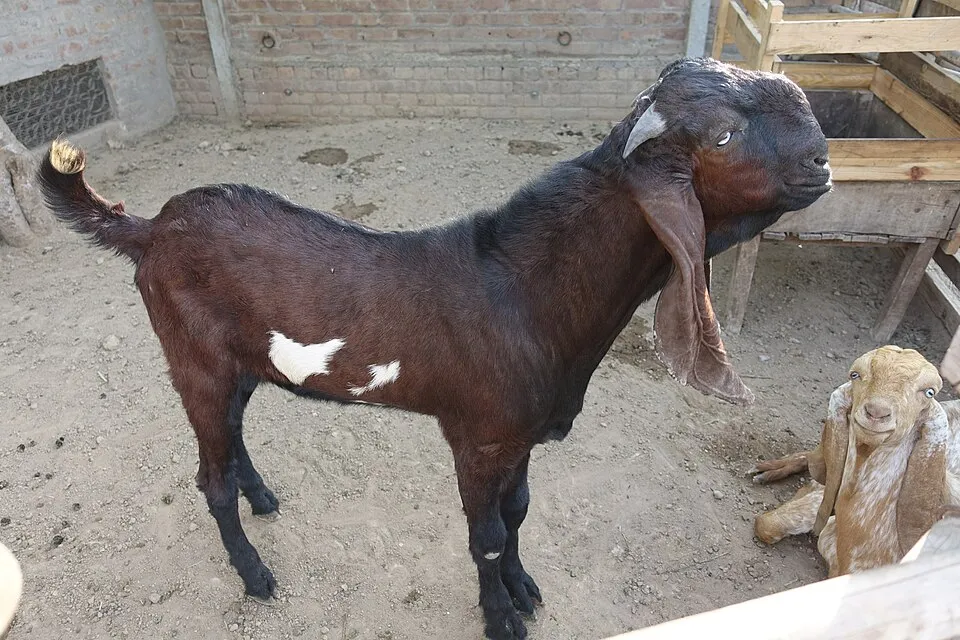 Kamori goat from Pakistan