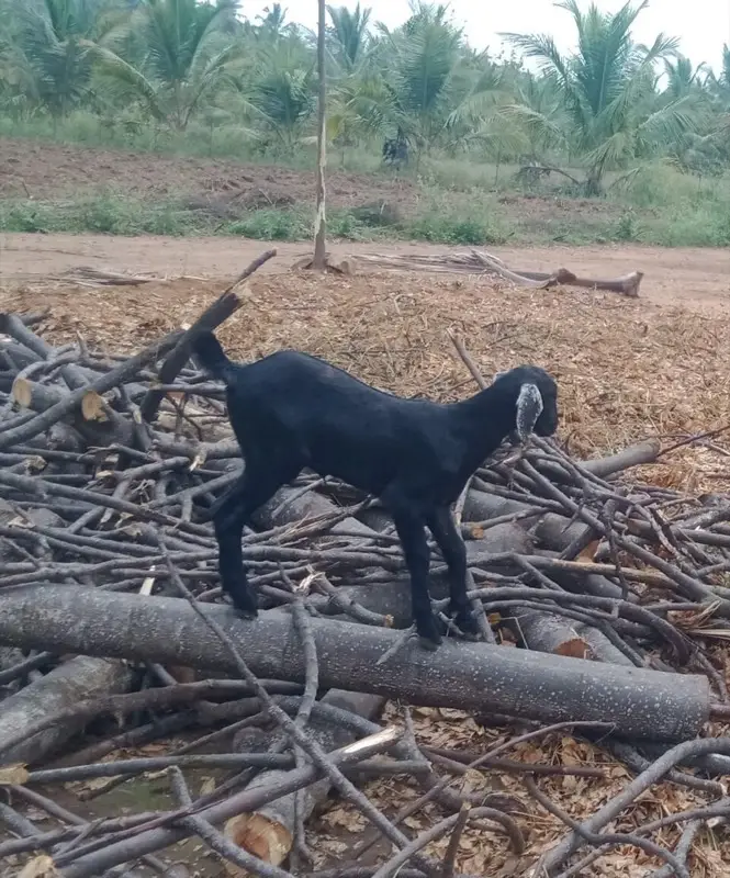 Gulabi goat from Pakistan