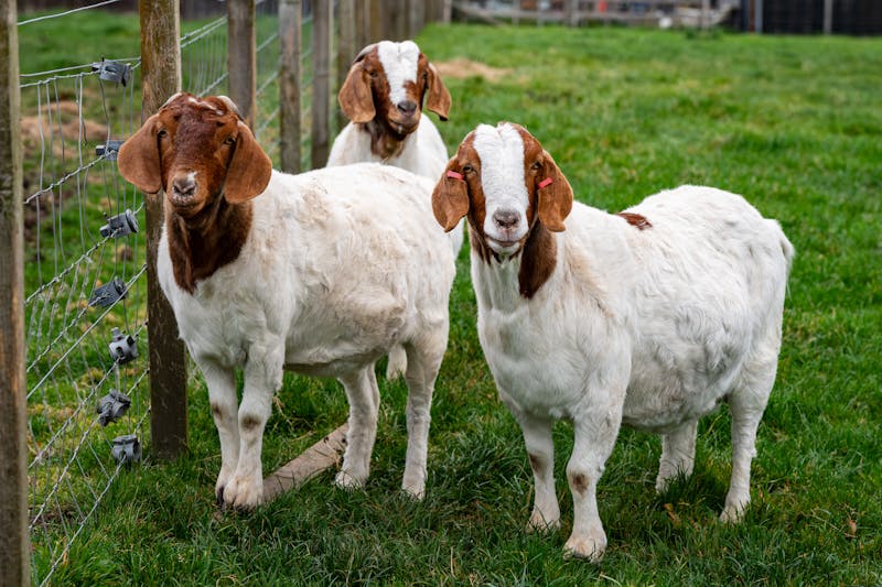 Beetal vs Gulabi vs Kamori — Best Goat Breeds in Pakistan Compared