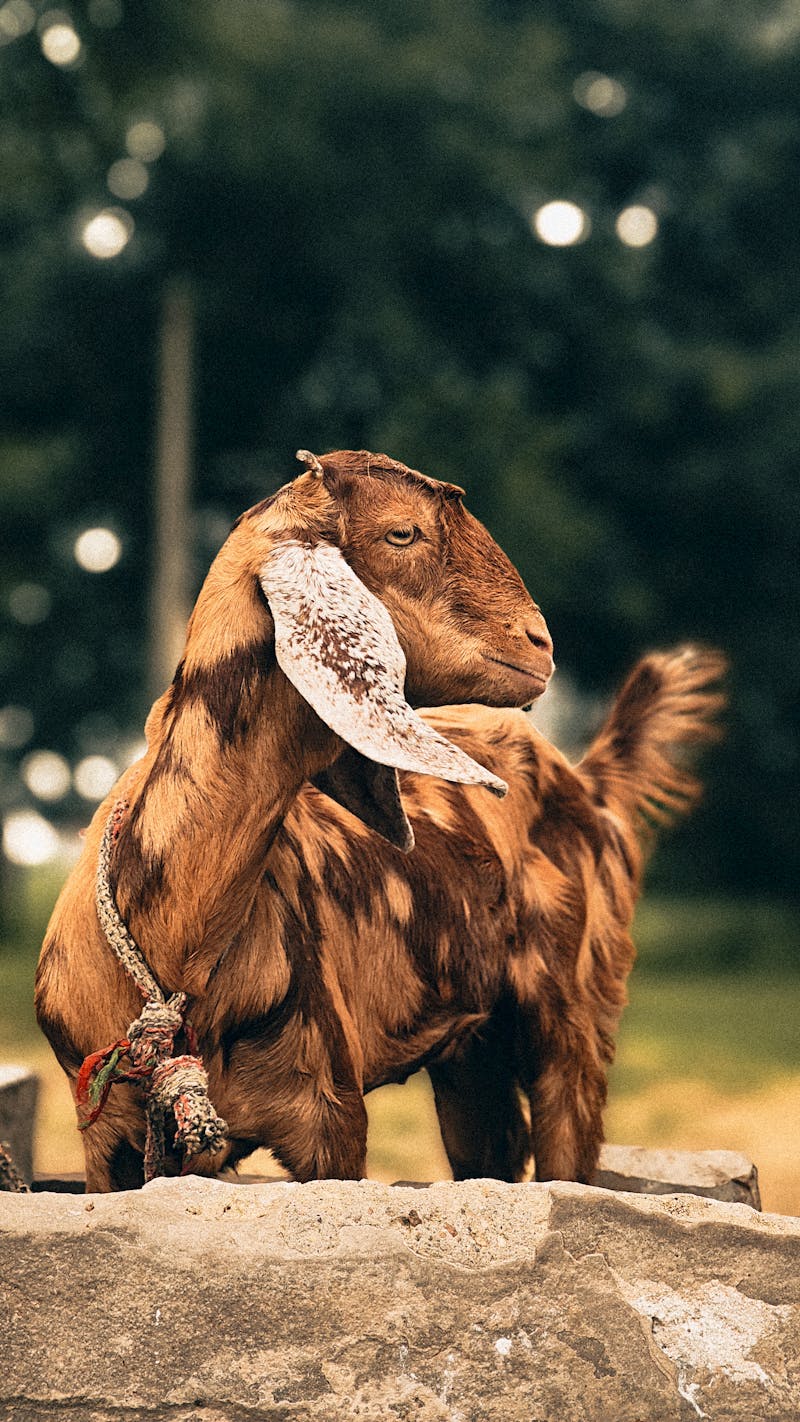 Buy Bakra Online Pakistan 2026 — Trusted Goat Farms with Home Delivery