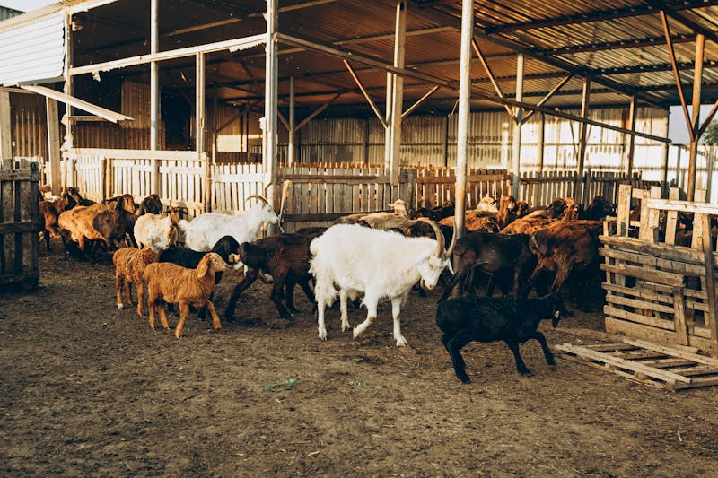 Goat Farming Business Plan Pakistan 2026 — Start with Rs 2 Lakh