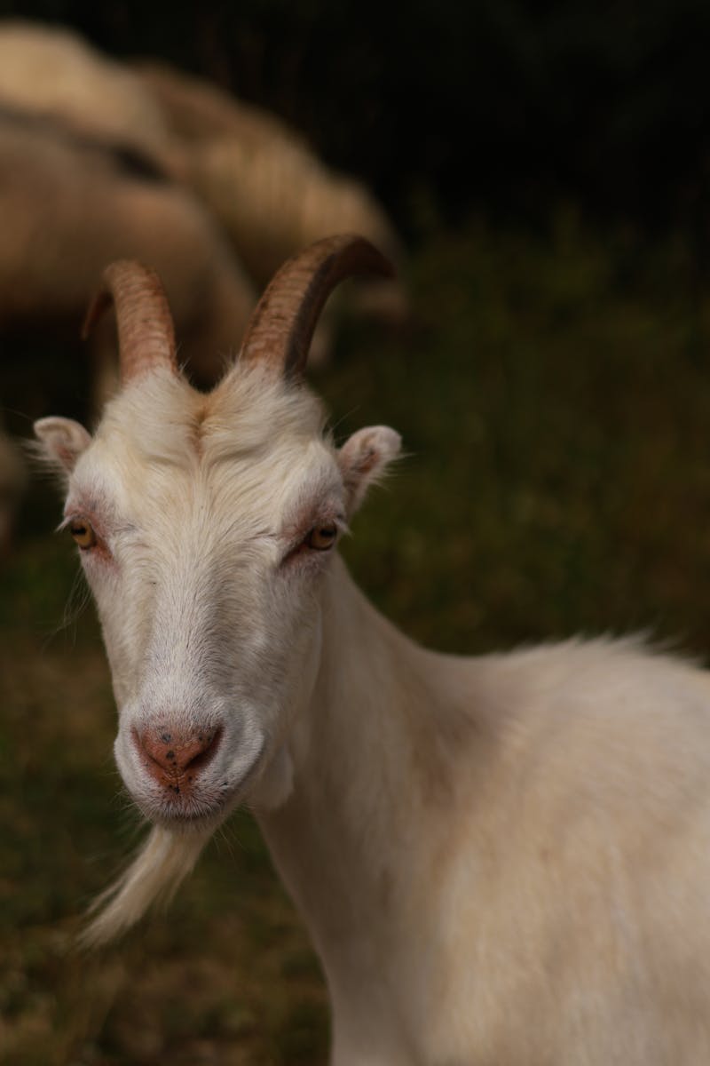 Qurbani Goat Buying Guide 2026 — How to Choose the Best Bakra for Eid