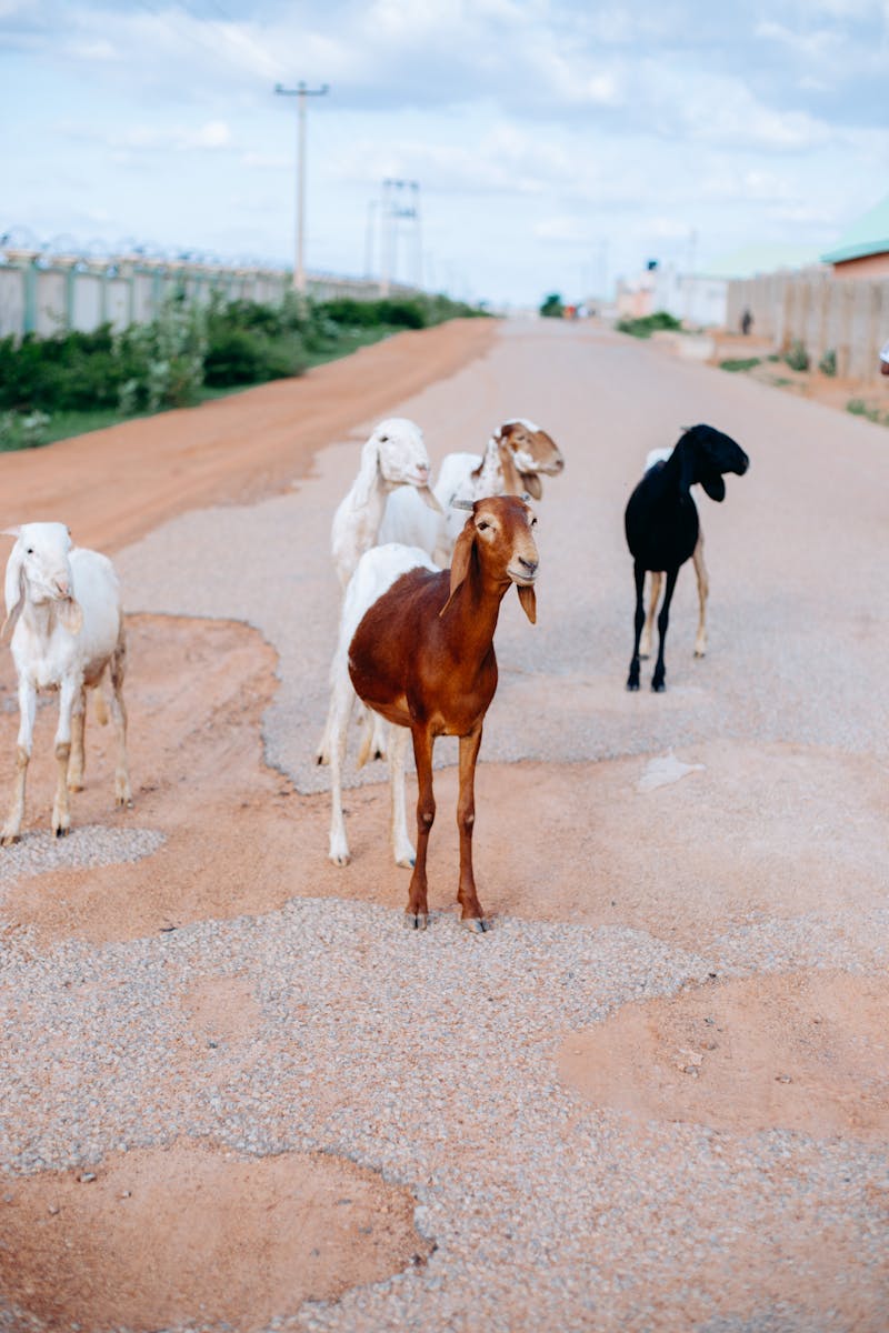 Goat Farming in Sindh — Beginner's Complete Guide for 2026