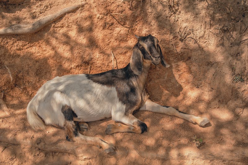 Goat Care in Summer & Monsoon Season — Sindh & Punjab Heat Guide 2026
