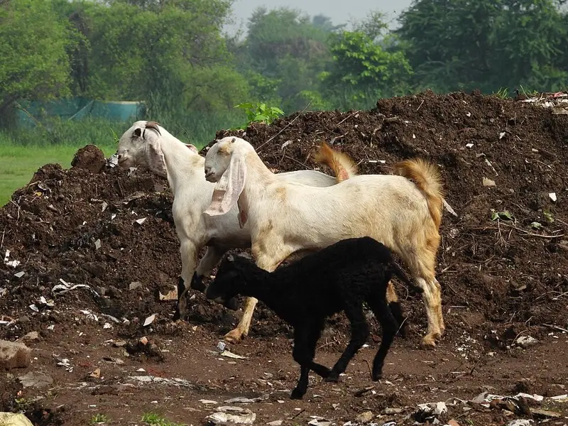 Pateri goat from Pakistan